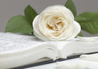 Bible and the white rose