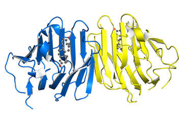 Wall Mural - Testosterone-binding globulin protein