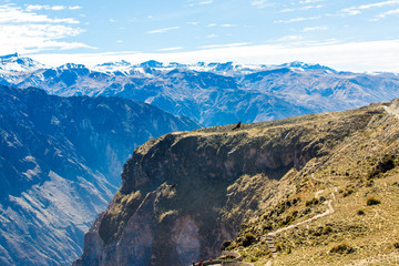 Wall Mural - Flying condor over Colca canyon,Peru,South America