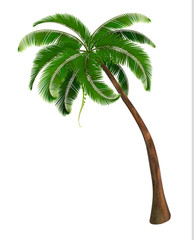 Poster - Background with a palm tree. Vector illustration