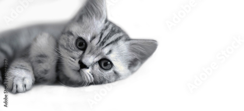 Naklejka na kafelki Cute kitten lies