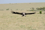 Fototapeta Sawanna - A African White-backed Vulture on flight
