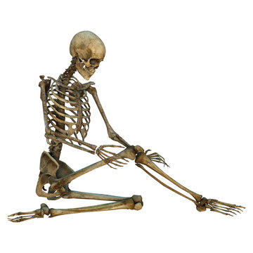 Human Skeleton
