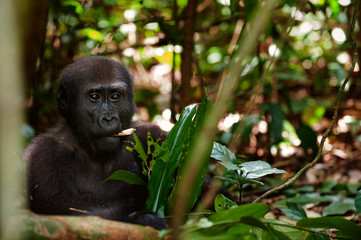 Canvas Print - Eating gorilla