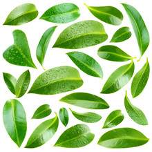 Collage Of Beautiful Green Leaves Isolated On White