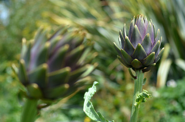 Wall Mural - Artichoke plant