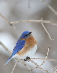 Wall Mural - Eastern Bluebird, Sialia sialis