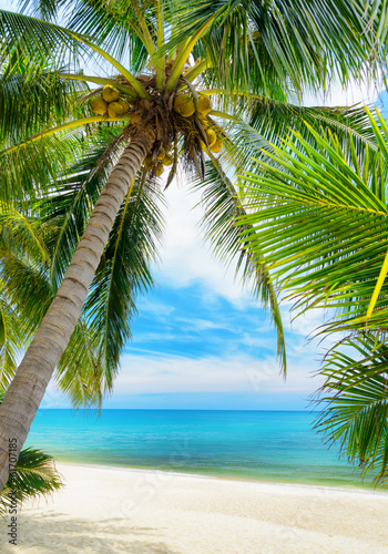 Fototapeta na wymiar Green tree on a white sand beach