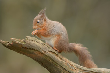 Wall Mural - red squirrel