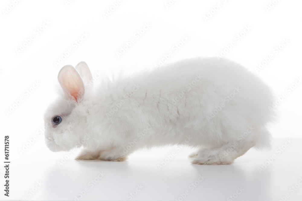 White Rabbit Without Background White rabbit isolated on white background Stock Photo | Adobe Stock