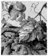 Insect : Pyralis Vitana - Pyrale de la Vigne