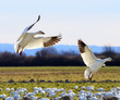Snow Geese Wings Extended Landing Washington