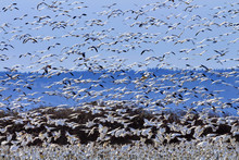 Hundreds Of Snow Geese Taking Off Flying Washington