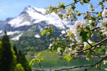 Spring In Switzerland