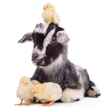 Goat And Chickens
