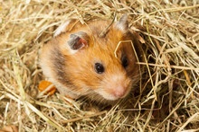 Hamster In A Hay, Portrait Of Popular Pet.