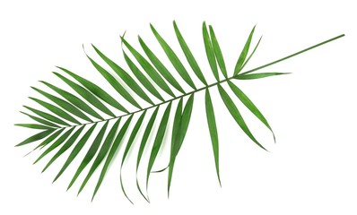 Wall Mural - Green leaf  of palm tree (Howea) isolated on white