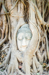 Sticker - Buddha head statue under root tree in ayutthaya Thailand