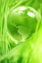 Wall Mural - glass globe in leaves