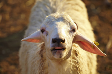 closeup of sheep face