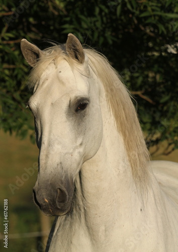 szlachetny-hanowerski-kon