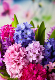 Multicolored hyacinths