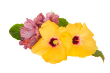 Violet  And Yellow Hibiscus Flowers