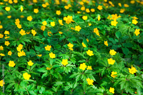 Fotografia, Obraz yellow buttercup flower the spring (Potentilla recta)