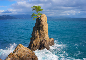 The tree on the rock near Portofino, Italy