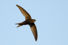 Swift In Flight On Blue Sky Background
