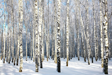 Winter birch wood in sunlight