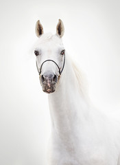 portrait of white beautiful arabian stallion