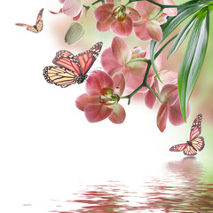 Wall Mural - Floral background of tropical orchids and  butterfly