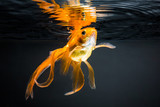 Fototapeta Maki - Goldfish