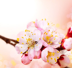 Fotomurales - Spring Blossom. Apricot Flowers Border Art Design