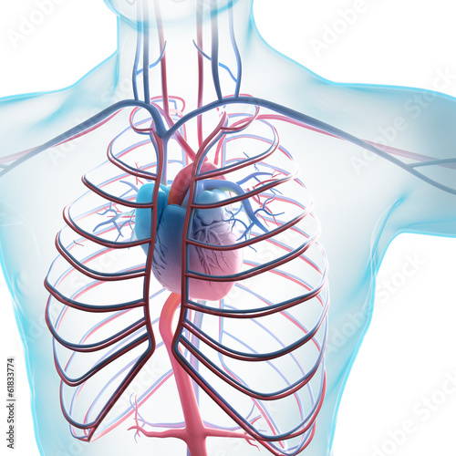 Nowoczesny obraz na płótnie Human circulatory system