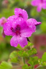 Wall Mural - Pelargonium cucullatum