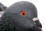 Fototapeta Tęcza - portrait grey dove