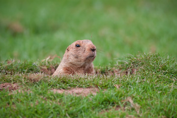 Groundhog