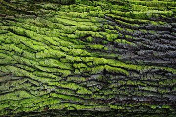 green bark texture