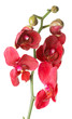 red orchid on the white background