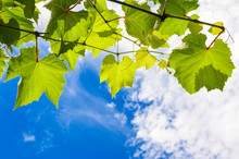 Sunny Grape Leaves On A Branch Against The Blue Cloudy Sky