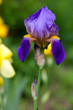 beautiful iris flower growing