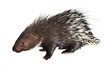 porcupine isolated