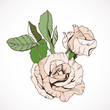 Creamy Rose branch, isolated