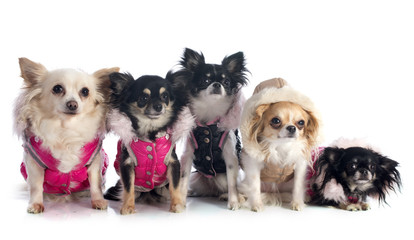 Canvas Print - dressed chihuahuas