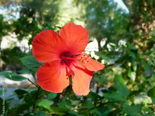 Fleur Hibiscus Dhibiscus Rouge Buy This Stock Photo And