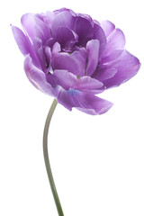 Wall Mural - tulip