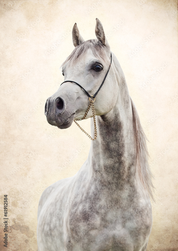 portrait of gray beautiful arabian stallion at art background - obrazy, fototapety, plakaty 