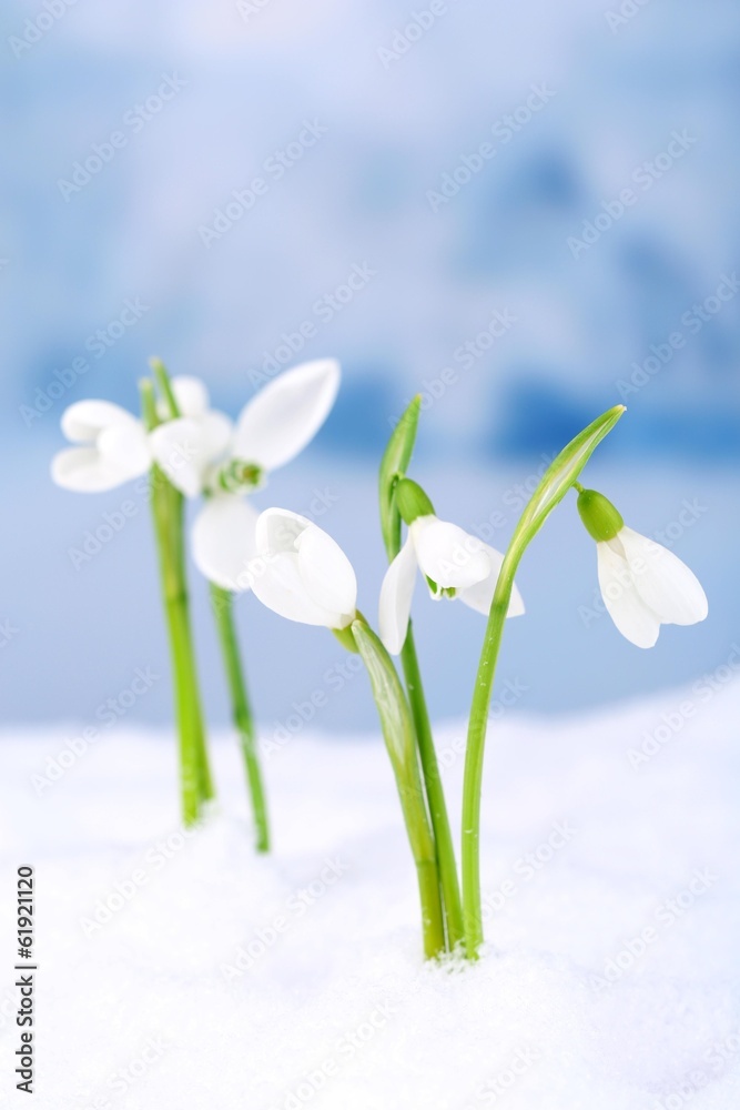 Beautiful snowdrops on snow, on nature winter background